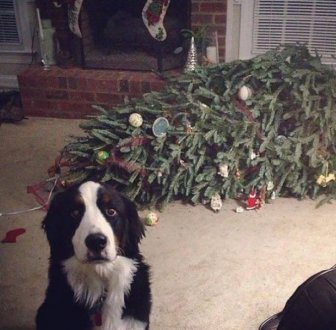 Cats And Dogs Hate Christmas Decorations