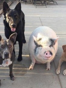A piglet Who Grew Up With Five Dogs And Became One