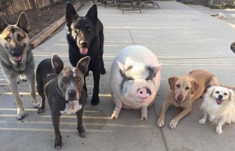 A piglet Who Grew Up With Five Dogs And Became One