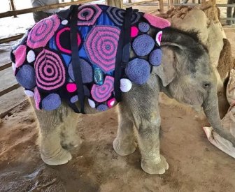 Orphan Elephants Get Homemade Blankets During Myanmar Cold Snap