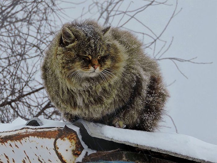 Siberian Farm Cats Have Absolutely Taken Over One Farmer’s Land
