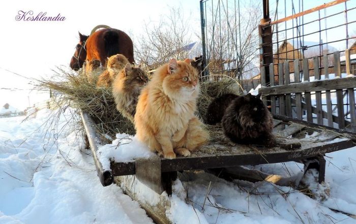 Siberian Farm Cats Have Absolutely Taken Over One Farmer’s Land