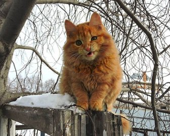 Siberian Farm Cats Have Absolutely Taken Over One Farmer’s Land