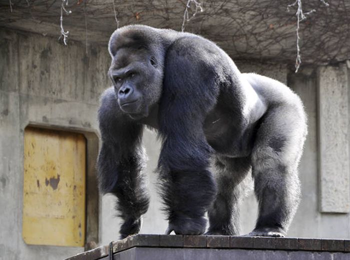 A Cool Gorilla