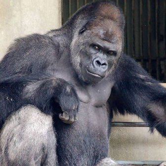 A Cool Gorilla