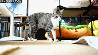 Daily GIFs Mix, part 1009