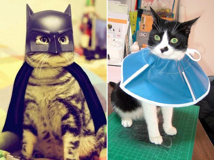 Cats Wearing Capes