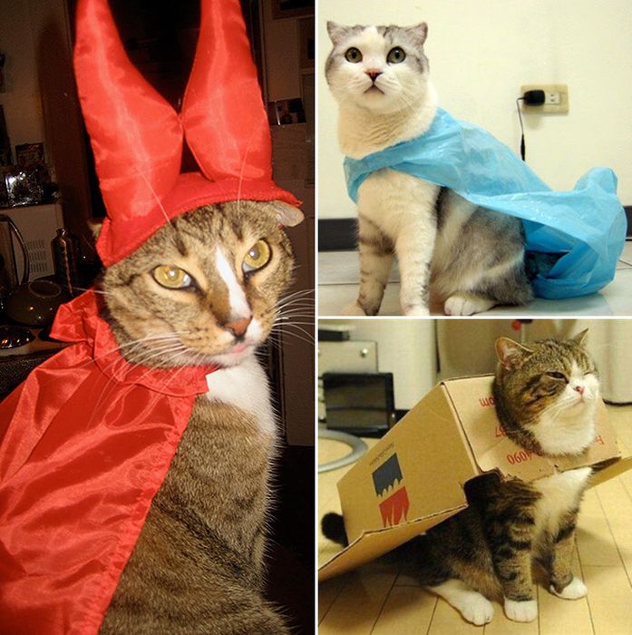 Cats Wearing Capes