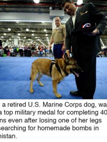 These Dogs Are Heroes