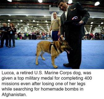 These Dogs Are Heroes