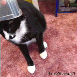 Daily GIFs Mix, part 1012