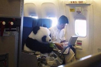 Animals On The Planes