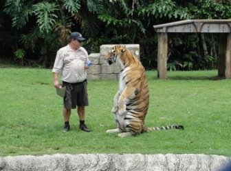 Standing Animals