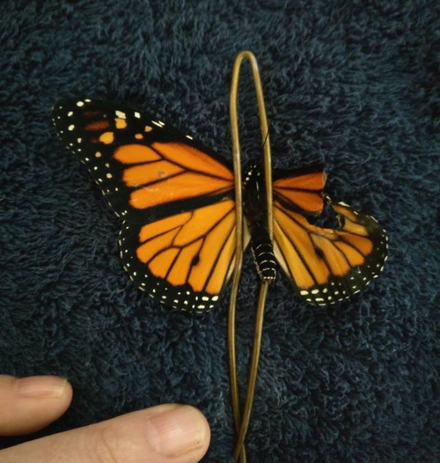 Professional Costume Designer Performs A Wing Transplant On A Butterfly