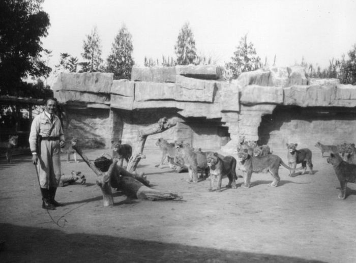Vintage Photos Of The LA Lion Farm
