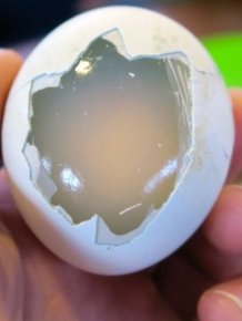 Boiled Penguin Eggs