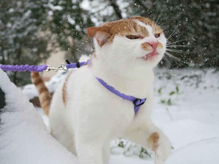 Cats Reacting To The First Snow