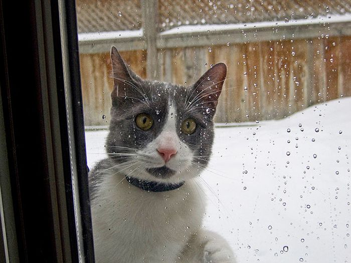 Cats Reacting To The First Snow