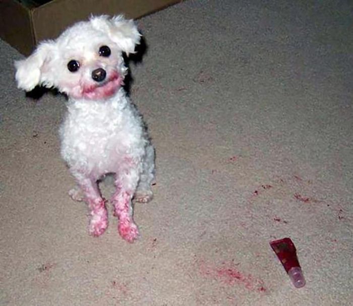 Dogs  Vs Makeup