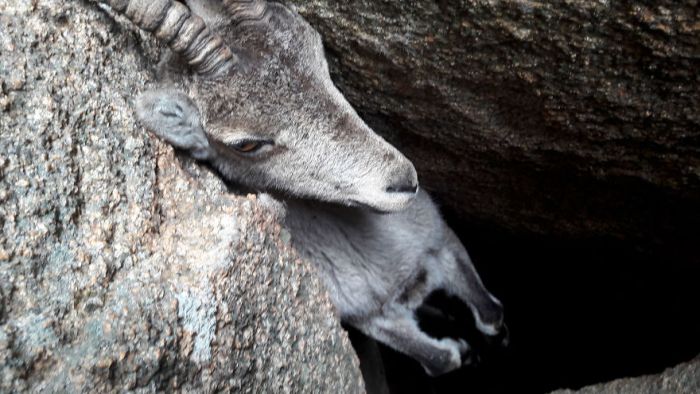 People Saved A Stuck Mountain Goat