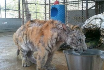 Before And After This Tiger Was Rescued. Unbelievable Photos