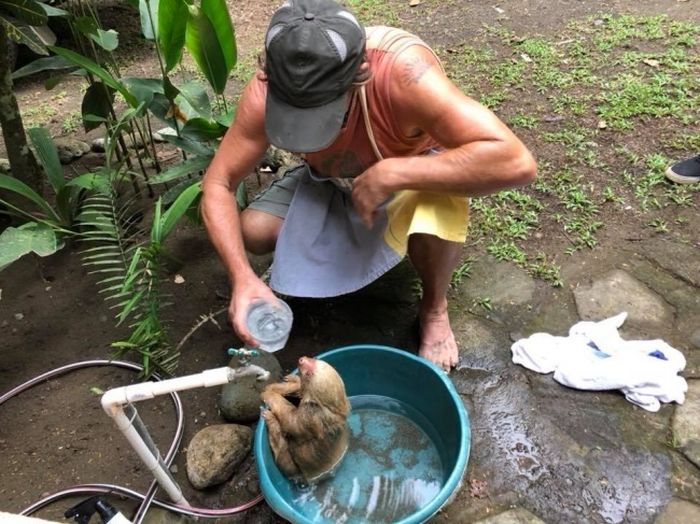 A Young Sloth Was Stuck In The Stones and Was Rescued