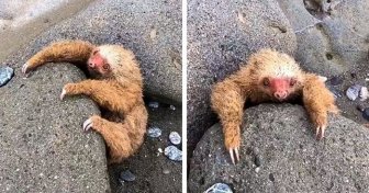 A Young Sloth Was Stuck In The Stones and Was Rescued
