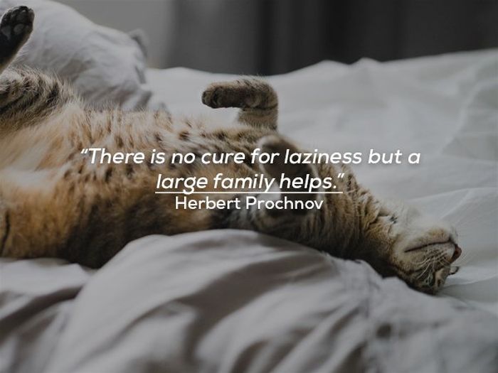 Funny Quotes About Family Life