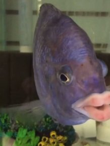 Fish That Has Almost Human Lips