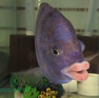 Fish That Has Almost Human Lips