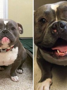 Dogs Before And After An Adoption