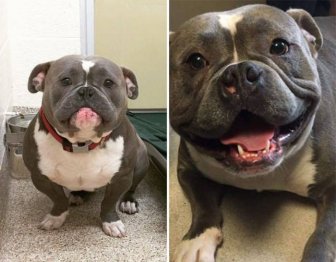 Dogs Before And After An Adoption