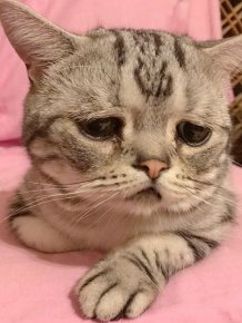 Luhu IsThe Saddest Cat In The World