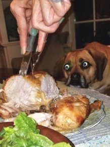 When Dogs Look At Food It's Hilarious