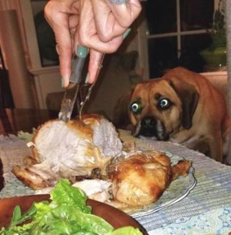 When Dogs Look At Food It's Hilarious