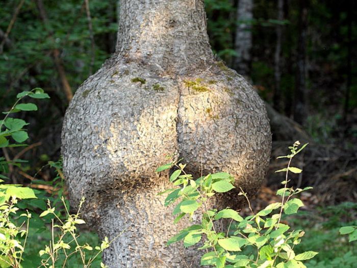Things That Look Like Butts
