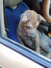 An Amazing Transformation Of A Rescued Dog
