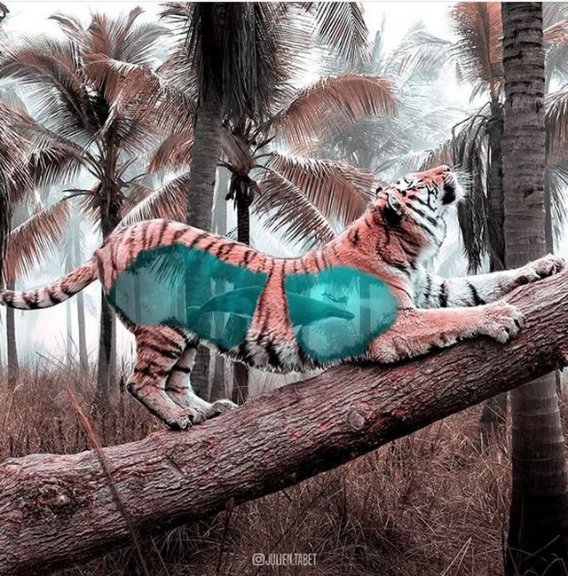 Photoshopped Animals
