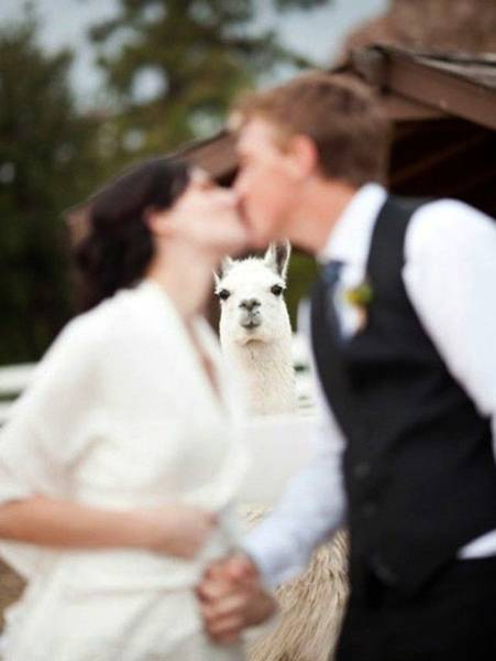 Funny And Unusual Wedding Photos