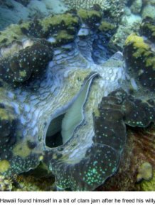 Scuba Diver tries To Have Sex With Giant Clam And Gets Hospitalized