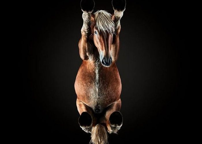How To Make An Unusual Photo Of A Horse