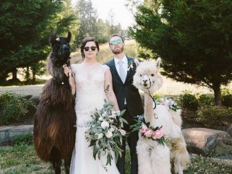 You Can Rent Llamas For Your Wedding