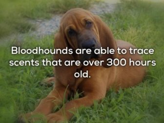 Facts About Dogs