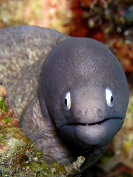 Cute Eels | Others