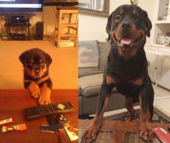Adorable Dogs Then And Now