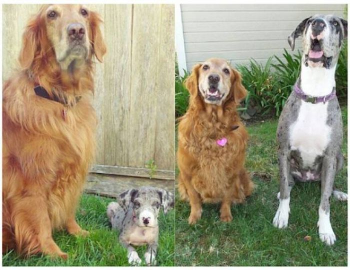 Adorable Dogs Then And Now
