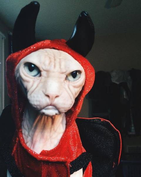 Loki TheGrumpy Sphynx Cat