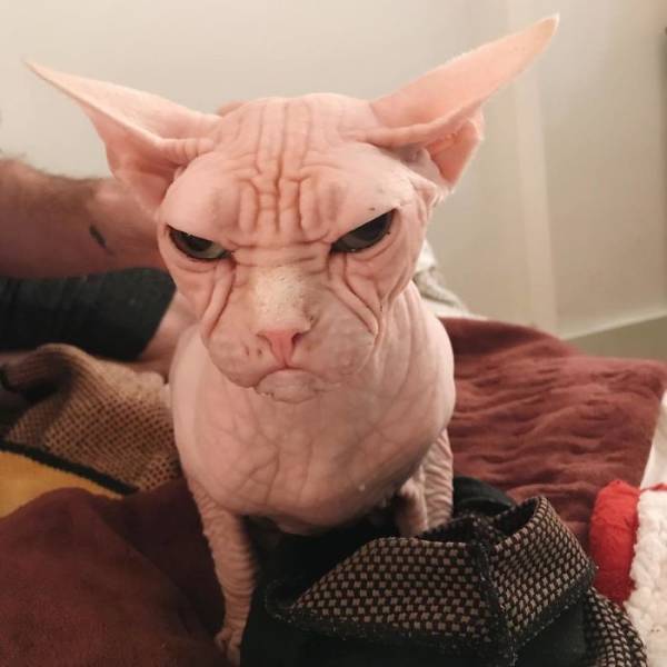 Loki TheGrumpy Sphynx Cat