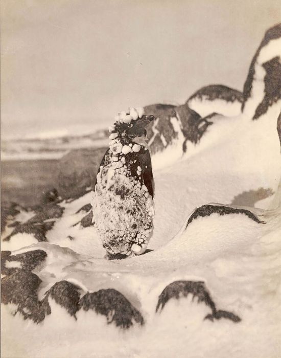 Photos From The First Australian Antarctic Expedition Of 1911-1914, part 19111914