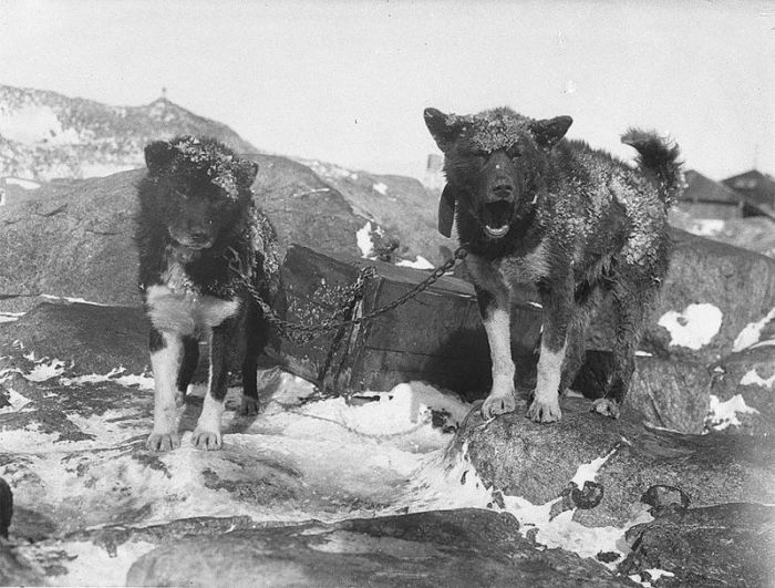 Photos From The First Australian Antarctic Expedition Of 1911-1914, part 19111914